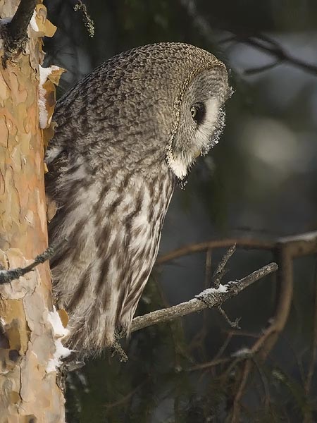 Lapinpöllö, Great Grey Owl, Strix nebulosa